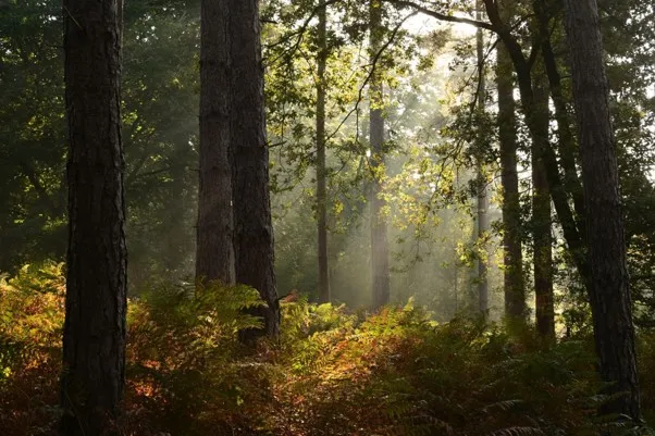 royal forests